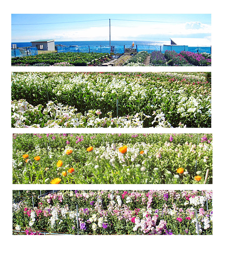 遠くに海が見える花畑の写真